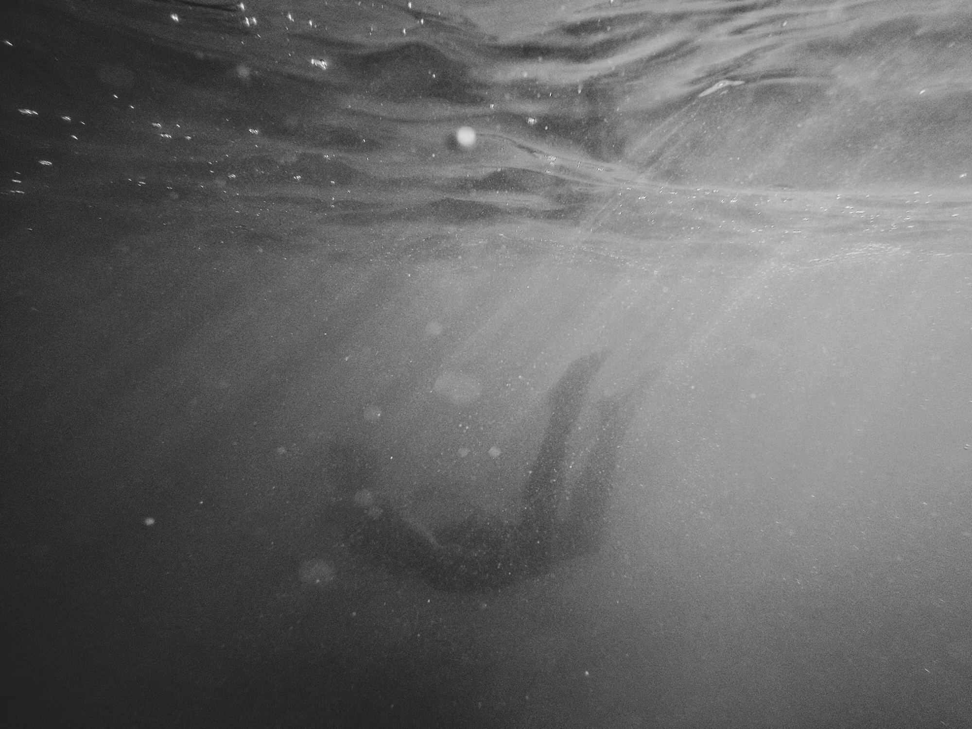 Diving Adventures: Exploring the Depths of the Ocean
