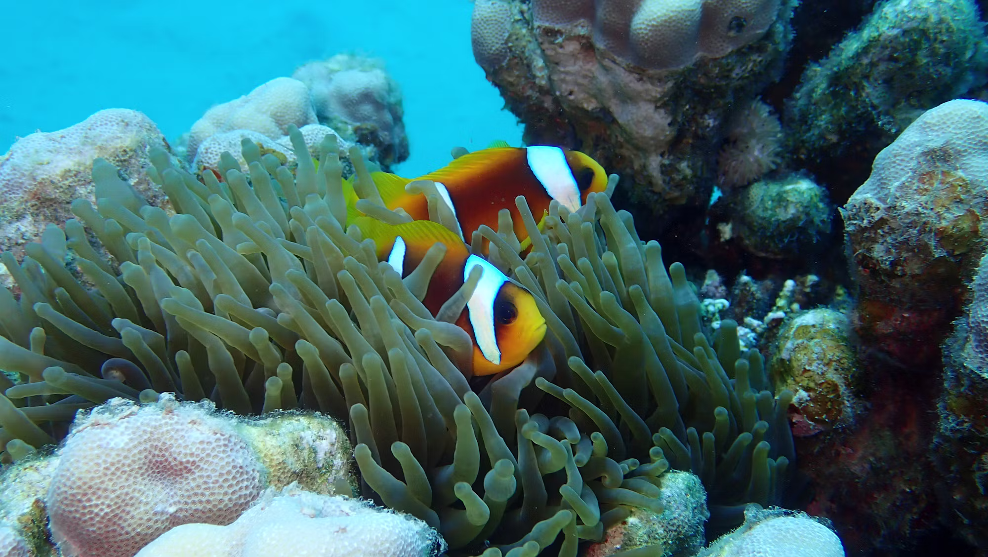 Exploring the Art of Freediving: A Journey Into the Depths of the Ocean